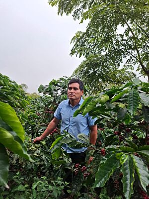 Archivo:Coffee plantations in Peru