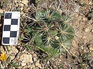 Archivo:Coryphantha ottonis 6