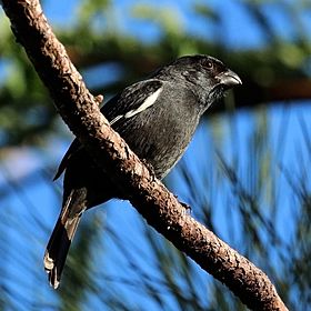 Cuban bullfinch (Melopyrrha nigra nigra).JPG