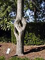 Cubetree
