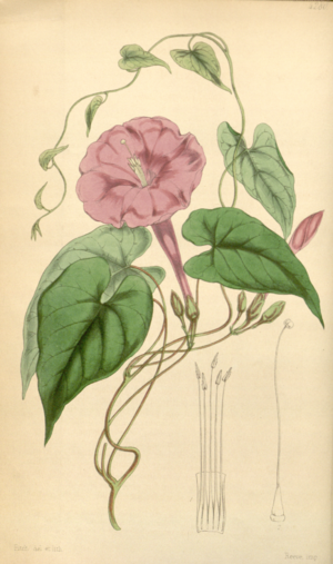 Archivo:Curtis's Botanical Magazine, Plate 4280 (Volume 73, 1847)