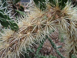 Archivo:Cylindropuntia rosea 2019-07-12 03