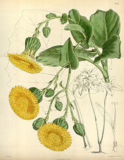 Dendroseris macrophylla - Curtis's Bot. Mag., tab 6353jpg.jpg
