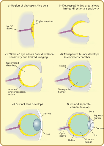 Archivo:Diagram of eye evolution