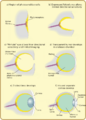 Diagram of eye evolution