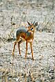 Dik-dik (male) -Tarangire National Park -Tanzania