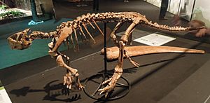 Archivo:Dinosaurium, Psittacosaurus mongoliensis