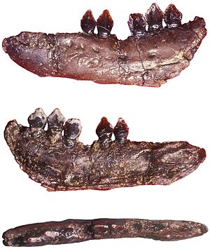 Archivo:Echinodon becklesii