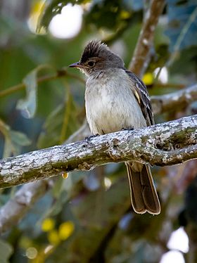 Elaenia pelzelni - Brownish elaenia, Iranduba, Amazonas, Brazil.jpg