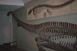 Archivo:Elasmosaurus-Mosasaurus