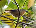 Epinecrophylla leucophthalma - White-eyed antwren (female)