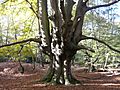 Epping Forest pollard