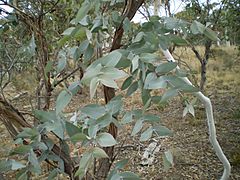Archivo:Eucalyptus dives leaf1