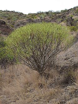 Euphorbia broussonetii by Scott Zona 001.jpg