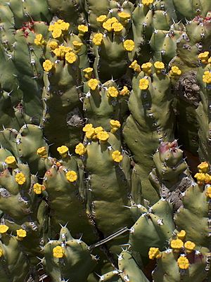 Archivo:Euphorbia resinifera
