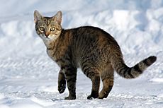 Archivo:Felis catus-cat on snow