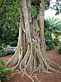FicusAurea04 Asit