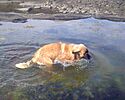 Flickr - Per Ola Wiberg ~ mostly away - Muscot taking a bath.jpg