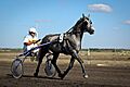 Grey Orlov Trotter