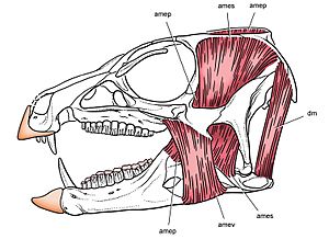 Archivo:Heterodontosaurus jaw muscles