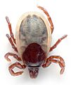 Ixodes hexagonus (aka)