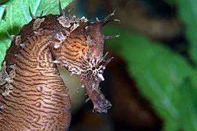Archivo:Lined seahorse, Hippocampus erectus