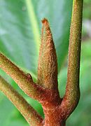 Magnolia-leaf-bud