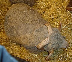 Archivo:Merino sheep DSC04025