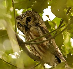Northern Saw-whet Owl, Reifel BC 1.jpg