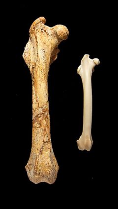 Nuralagus rex&rabbit femur bone.jpg