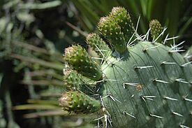 Pear Cactus.jpg