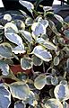 Peperomia obtusifolia1