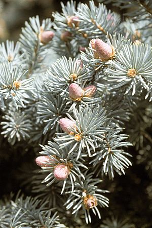 Archivo:Picea pungens USDA5