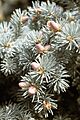 Picea pungens USDA5