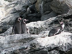 Archivo:Pinguinos-Humboldt Isla Choros Chile