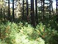 Pinus strobus understory