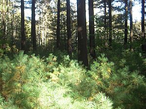 Archivo:Pinus strobus understory