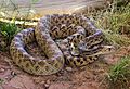 Pituophis catenifer sayi (2)