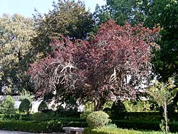 Prunus cerasifera, var atropurpurea.jpg