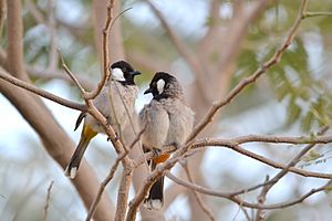 Archivo:Pycnonotus leucotis -Doha, Qatar -two-8 (1)