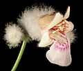 Quoya loxocarpa (7597046196)