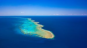 Archivo:Récif corallien de Nouvelle-Calédonie