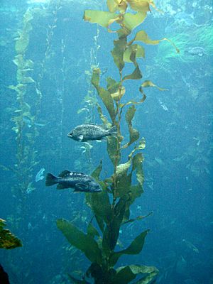 Archivo:Rockfish around kelp Monterey Bay Aquarium