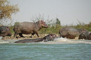 Archivo:Sanctuaire des Hippopotames au Niger