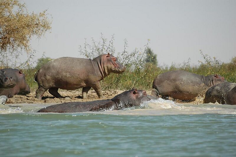 Sanctuaire des Hippopotames au Niger