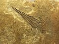 Saurichthys costasquamosus