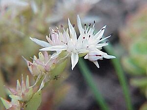 Archivo:Sedum glaucophyllum2