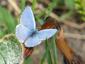 Archivo:Spring Azure-male