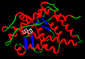 Archivo:Steroid receptor