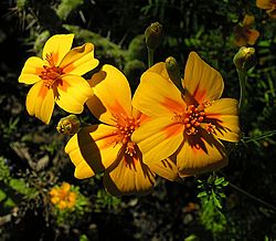 Tagetes lunulata, the Flor de Muerte (9468456047).jpg